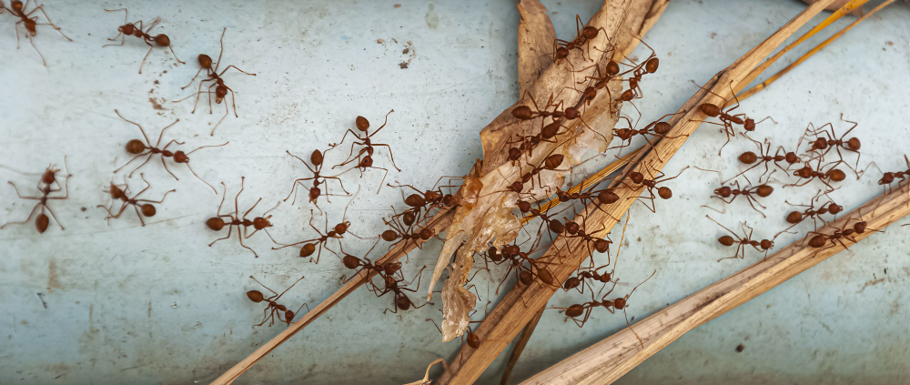 Termite damage in Pittsburgh homes