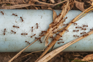 Termite damage in Pittsburgh homes