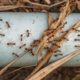 Termite damage in Pittsburgh homes