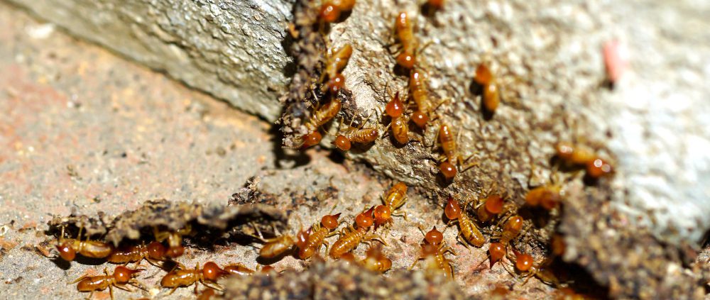 Termites in a Pittsburgh area home