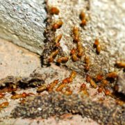Termites in a Pittsburgh area home