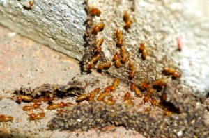 Termites in a Pittsburgh area home