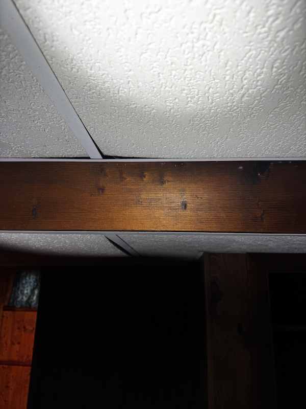 Mold found between ceiling tiles