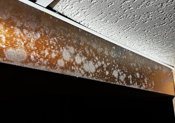 Mold found between ceiling tiles and a floor joist