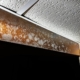 Mold found between ceiling tiles and a floor joist