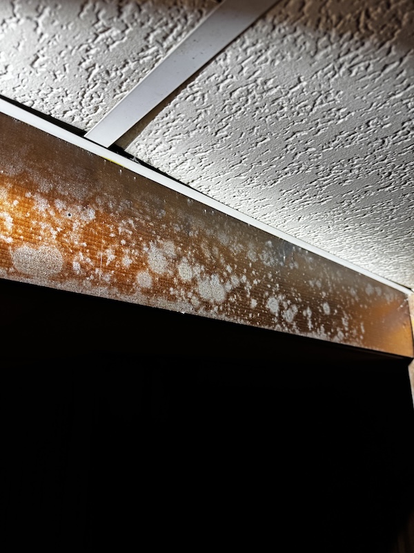 Mold found between ceiling tiles and a floor joist